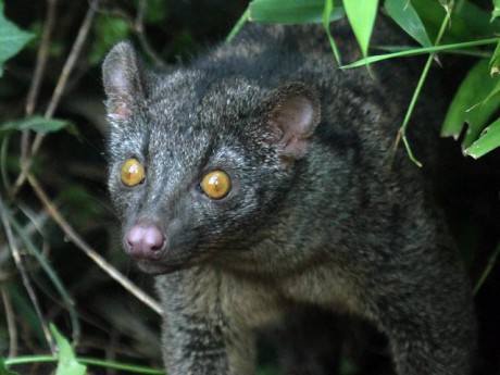 nandinia-zoo-bojnice-vzacne-zviera-nestandard1