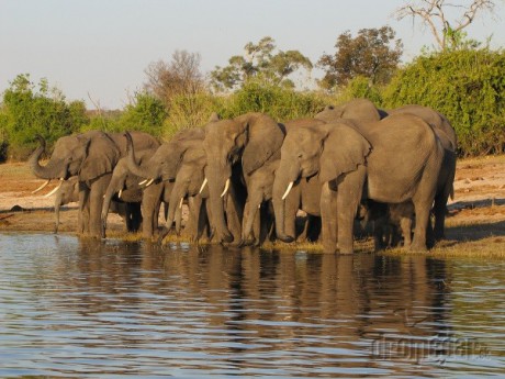 priroda-den-Afrika (1)