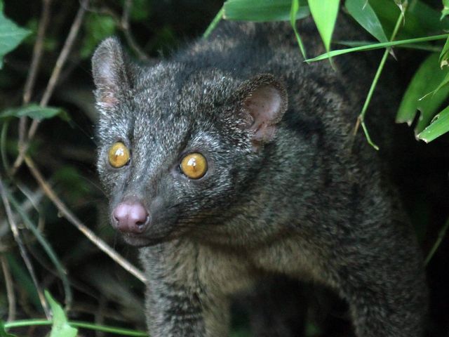 nandinia-zoo-bojnice-vzacne-zviera-nestandard1