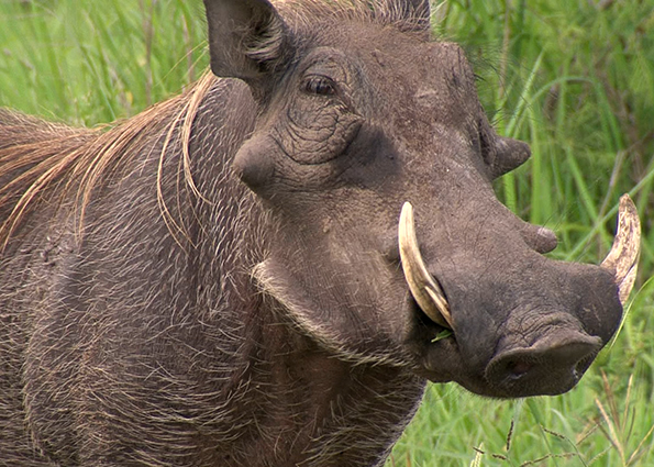 champions-of-the-savannah-incredible-african-wildlife-1